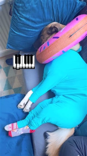 Mozart playing, paws slaying 🎹 #monday #mozart #dogsleeping #dream #linkinbio #igdogs #puppy #puppiesofinstagram #dogsofinstagram #romanianrescuedogsofinstagram #rescue #crossbreed #adoptdontshop #happydog | Biscuit & Cookie & Herbie