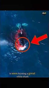 Orca vs Great White Shark 🦈 | Killer Whale Saves Tourist's Life!