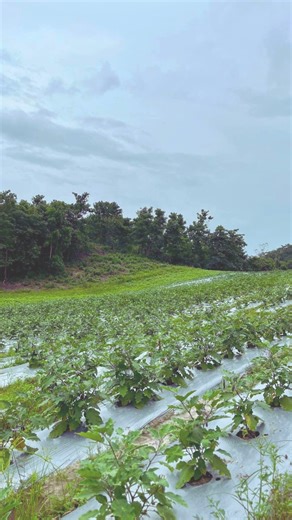 1K reactions · 24 shares | WHERE INDIGENOUS WISDOM GROWS. Hidden...