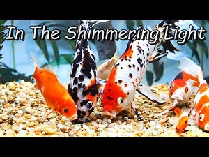 Shubunkin Goldfish Feeding in the Shimmering Light