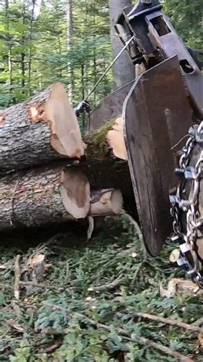 Forest Monster in Action! Timberjack 450C