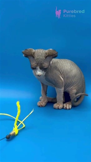 Meet Keanu: Soulful Chocolate with White Canadian Sphynx 😻🤎 Calm & Cuddly! #SphynxKitten