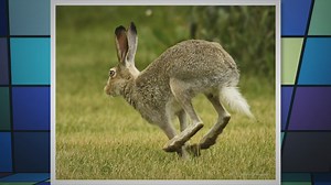 Exploring the Jackrabbit Habitat: A Closer Look at Their Diverse Residences