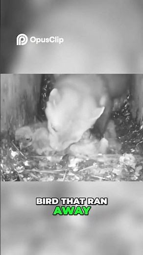 Marten's Ruthless Hunt: A Nature's Predator in Action