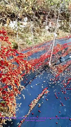 Electric Tool Jujube Harvesting: Efficient Method to Pick Ripe Jujubes from Trees