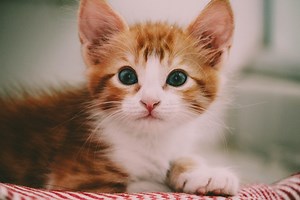 Why do kittens have blue eyes? The answer is really simple
