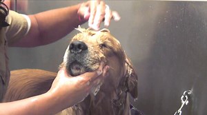 A 101 On How To Bathe Your Adorable Golden Retriever!