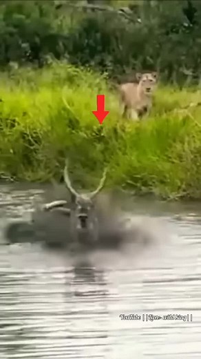Lion Attacks Antelope in Water | Animal Future