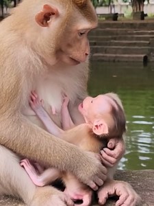 Baby Monkey Crying After Mother Kicks Out — Why It Happens