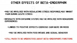 2-Minute Neuroscience_ Beta-Endorphin