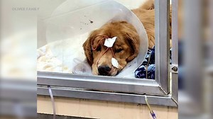 California couple speaks out after dog survives mysterious respiratory infection spreading in US