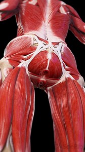 💪 The Female Pelvic Floor: Strength & Support 💪 The pelvic floor is a network of muscles, ligaments, and connective tissue that supports the bladder, uterus, and rectum while playing a crucial role in posture, stability, and continence. 🔹 Key Muscles in the Pelvic Floor: Levator Ani: Provides lift and support. Coccygeus: Stabilizes the pelvic region. Perineal Muscles: Control urinary and fecal continence. 🔹 Why It’s Important: Supports the organs of the pelvis. Plays a key role in core stabi
