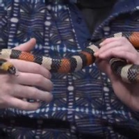 Tanglewood Tuesday: Chobani the Milk Snake Visits WENY