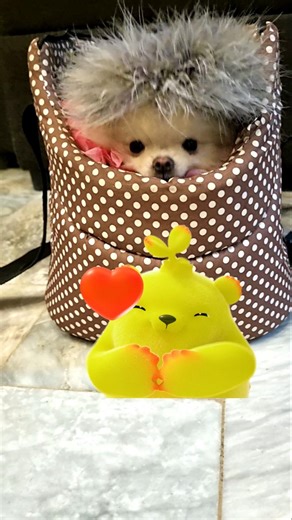 Bom Bom loves you... Don't forget that! 😍🐶 #bombom #cuteanimals #pomeranian #shortsviral