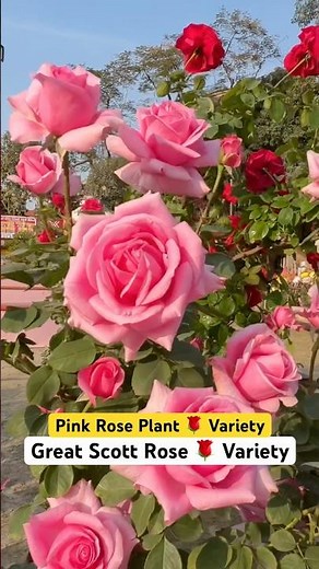 PRIZE WINNING PINK! 🏆💖 Great Scott Rose at Howrah Exhibition #shorts