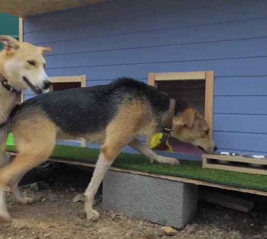 Kindness Unleashed! Changing Animal Lives for the Better! | 5-Minute Crafts