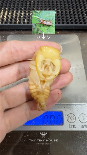 【飼育紀錄】羅馬戰士鍬形蟲蛹重測量(2) Weighing the Pupa of Homoderus gladiator