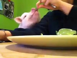 9.3K views · 843 reactions | The *ONLY* way to have a pig at your table for dinner. 李李 | John Oberg | Facebook