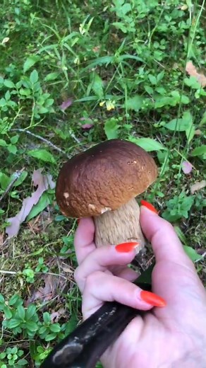 Mushroom Foraging Tips in Dense Forest Areas