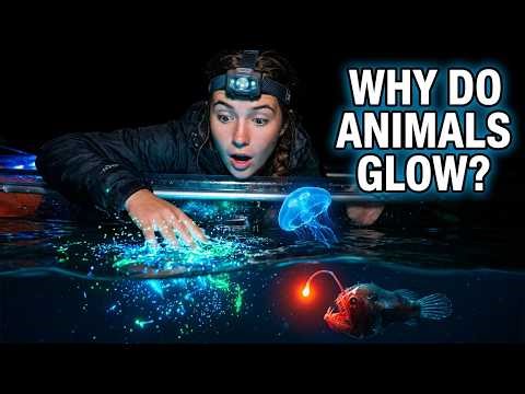 Is Bioluminescence The MOST Amazing Natural Phenomenon ?