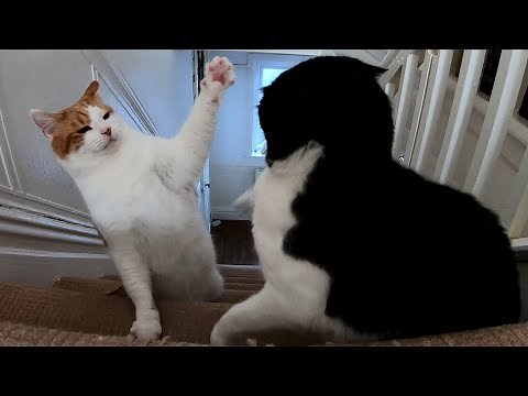 Cat Fight