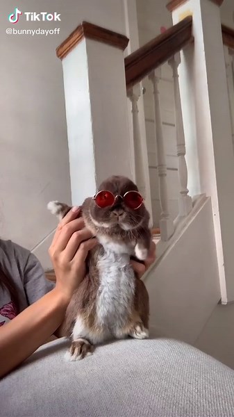 Adorable Bunny Dancing Compilation | Cute Rabbit Pet Lover Videos