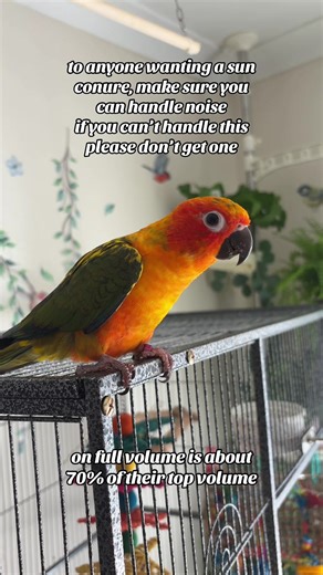 Understanding the Joy and Noise of Sun Conures