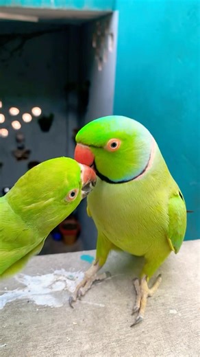 Indian Ringneck parrot video # Talking parrot video #talkingparrot #nonstoptalkingparrot #viralvideo