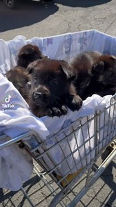 Just your casual Sunday...WITH A CARRIAGE FULL OF PUPPIES!!! VD: Carriage full of 9 5-week-old pups with audio over it. | Fidelco Guide Dog Foundation