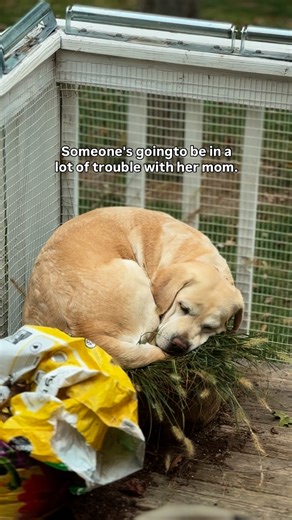 GallivantLabradors on Instagram: "Oh Dorit… Leave it to a Labrador 🤣🤣🤣 #gallivantlabradors #yellowlab #yellowlabrador #yellowlabsquad #yellowlabradorsofinstagram #yellowlabsofinstagram #yellowlabradors #yellowlabpuppy #yellowlablove #yellowlabradorretriever #yellowlaboftheday #lablife #labsofinstagram #labs #labradors #labradorable #retriever #dogsofinstagram #puppiesofinstagram #dogstagram #instadog #LabradorLife #LabsAreTheBest #LabsOfInsta #LabsForever"