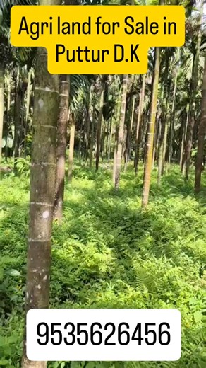 Rai and Shetty Associates on Instagram: "*Agriculture land with House for Sale Near Puttur Surrounding* 👉2 acre 5 cents Land (1.75 Varga + 30 cents Acres Kumki). 👉- 02 Tiled 02 BHK House- 👉 800 Areca nut Trees. 👉 50 Coconut Trees. 👉 2 borewell and 1 open well for water- 👉Well maintained with good income property at prime area. -👉Good road connectivity to the site. 👉1 kms from Main Road. 👉- 12 km from Puttur *Selling Price is 87 Lakhs* Rai and Shetty Associates. 9535626456. #puttur #mang