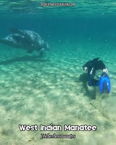 5.6K views · 49 reactions |  Swimming with West Indian Manatees  #manatee #manatees #manateecounty #manatee #manateelove #ManateeMonday #manateemonday #manateeseason #manateeappreciationday #manateesprings #florida #floridakeys #floridalife #floridaliving #wildlife #Wildliferescue #wildlifelovers #wildlifeplanet #wildlifeaddicts #wildlifeonearth #WildlifeWednesday #wildlifephotography #wildlifephotographer #wildlifeconservation | Robert Wedderburn Productions | Facebook