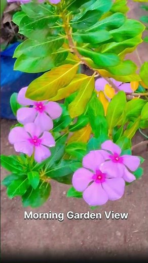 The Ultimate Guide to Gardening: Easy Steps for Beginners