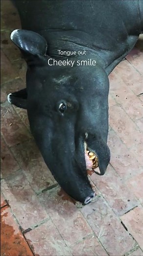 Wait for Her Reaction at the End.. priceless sweetsmile.. rare behaviour by a tapir..
