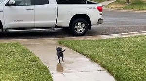 Cats and dogs in the snow and rain