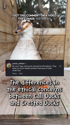 Now before anyone gets upset this is not an attack on anyone especially not crested duck breeders or owners or call duck breeders. You are absolutely allowed to feel differently than me on these topics - polite discourse is part of learning! These are just my opinions I’ve formulated based on the research I have available to me #ducks #callducks #crestedducks #ducksoftiktok #petducks