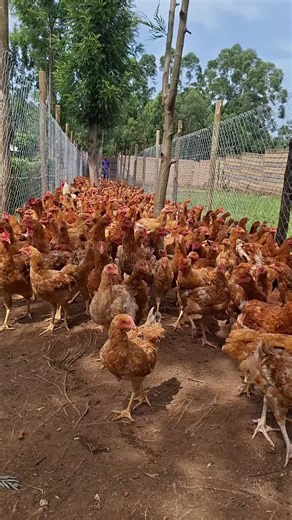 Hon Triple M (@triplemmosesmagwe)’s videos with original sound - Hon Triple M