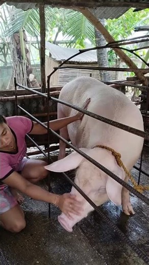 Crazy Pig Running Super Fast! #FastPig #FunnyRun #ViralClip