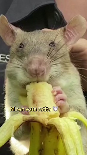 Ratas gigantes entrenadas para rescatar personas