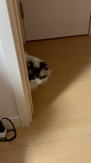 何の危険もないのに身を潜めて様子を伺うラグドール #ラグドール #ragdoll