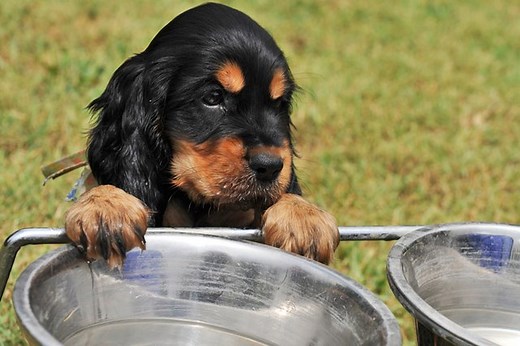 Stop A Puppy From Playing In A Water Bowl - Cuteness
