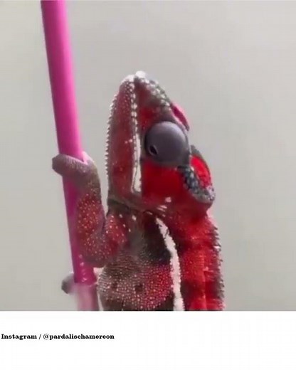 Amazing Color Change of Chameleon