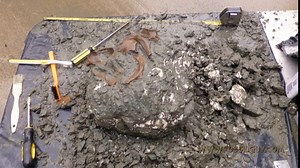 Fossils of Calvert Cliffs - Finding Fossil Shark Teeth