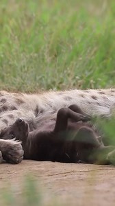 18K views · 652 reactions | #WildlifeWednesday A whole lot of Cuteness!! 朗 A spotted hyena pup with a full, round belly snuggled up next to mamma, a moment of pure innocence in the wild.  David Wiggill Photography https://www.instagram.com/davidwiggillphotography?igsh=bTJ0N3plY2ZmN241 | Roar Wildlife News | Facebook