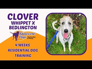 Clover the Whippet x Bedlington | 4 Weeks Residential Dog Training