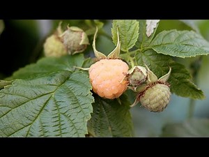 Fall Gold raspberry 60 day Timelapse. Planting to Harvest