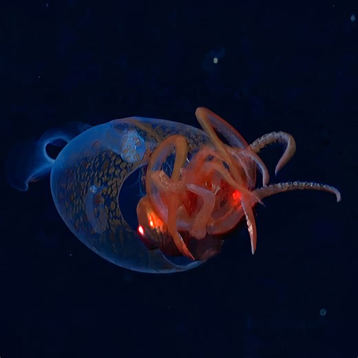 This is the First Time a Colossal Squid Has Been Captured in its Natural Habitat