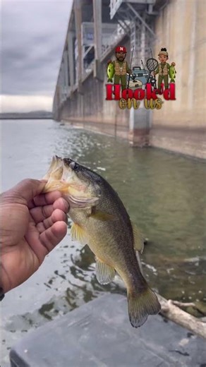 PICKWICK DAM FISHING FIRST CAST BASS CATCH