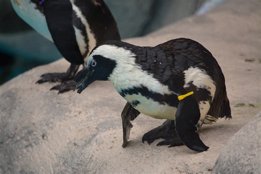Beloved penguin dies at Racine Zoo