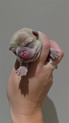 Sublime femelle blue fawn lilas poils court 💌💌✅️✅️✅️ | Elevage Des Petits Trésors Chihuahuas